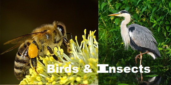 Birds and Insects for Kids